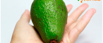 авокадо на ладони