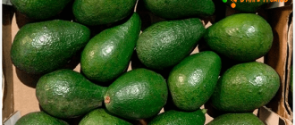 плоды авокадо зелёные