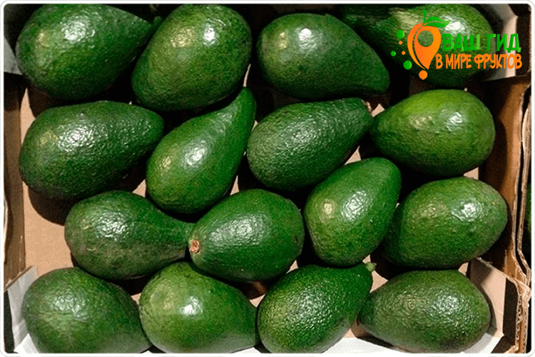 плоды авокадо зелёные