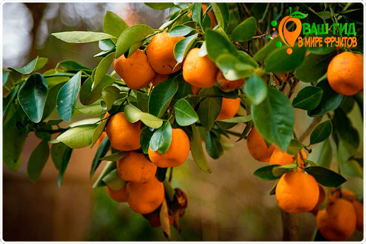 апельсин на дереве