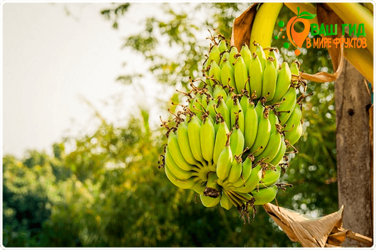 как растут бананы