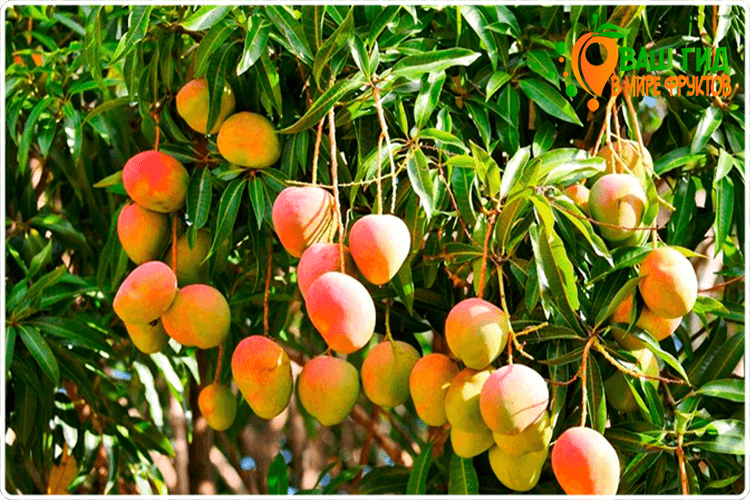 как растёт манго