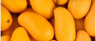 манго плод