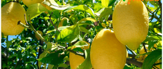 как растёт лимон