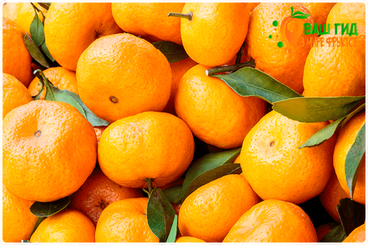 оранжевые мандарины