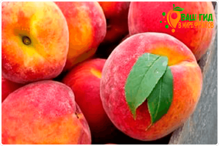 персики плоды