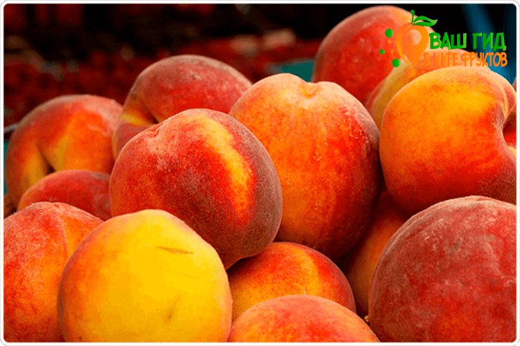 плоды персиков