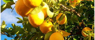 как растёт лимон