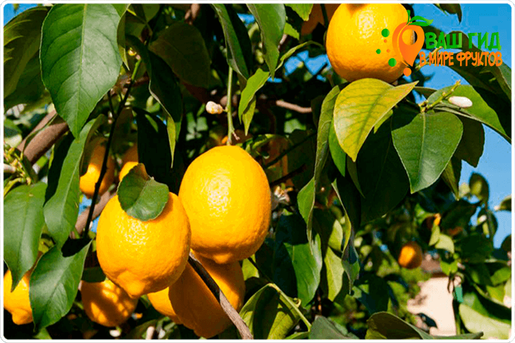 плоды лимона