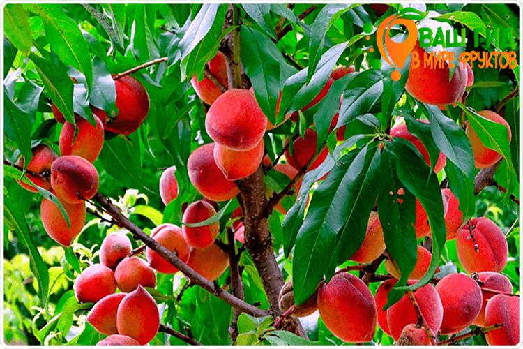 дерево персиков