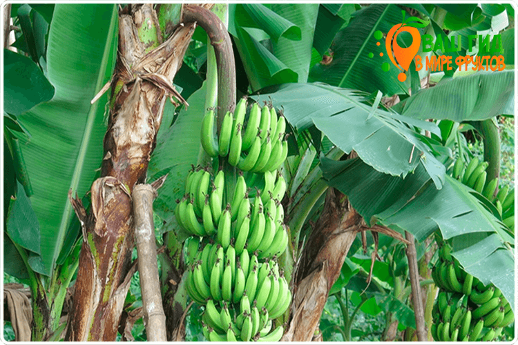 как растут бананы