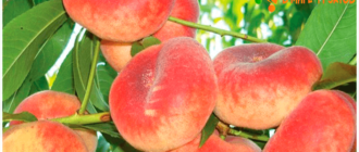 как растут персики