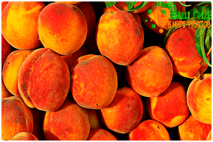 урожай персиков