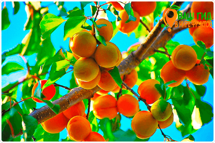 абрикосы созревают