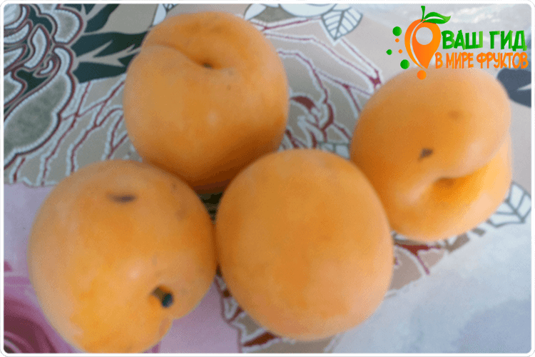 абрикосы желтые
